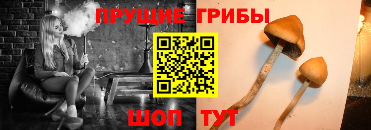 Псилоцибиновые грибы MAGIC MUSHROOMS  Мценск  Псилоцибиновые грибы Psilocybe 